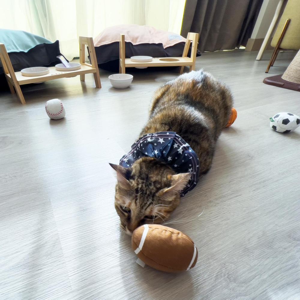Formosan Naruwan Hotel Taitung Exterior photo A cat wearing a buster collar